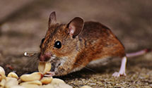 24 Hour & Emergency Exterminators in Havana, IL